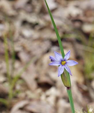 image of Sisyrinchium albidum, Pale Blue-eyed-grass, White Blue-eyed-grass