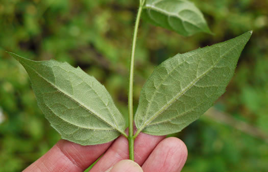 image of Philadelphus hirsutus, Hairy Mock-orange, Cumberland Mock-orange