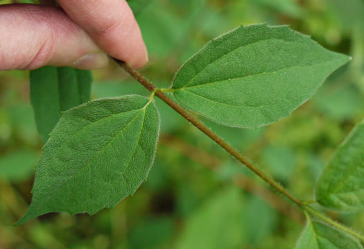 image of Philadelphus hirsutus, Hairy Mock-orange, Cumberland Mock-orange