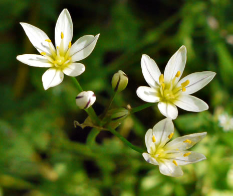 image of Nothoscordum bivalve, False Garlic, Grace Garlic