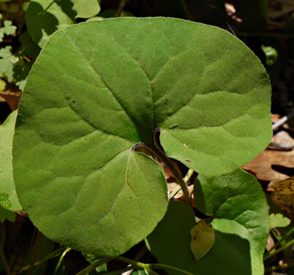 image of Asarum reflexum, Reflexed Wild Ginger