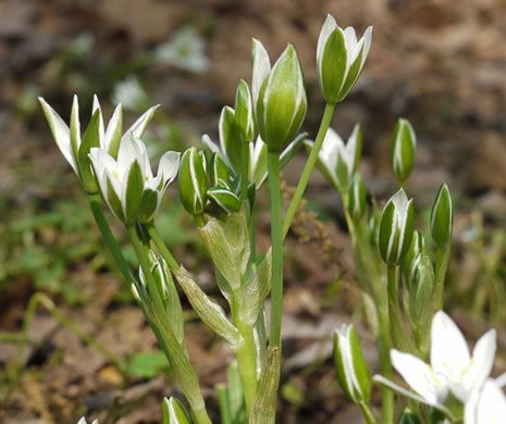 Ornithogalum umbellatum, Garden Star-of-Bethlehem, Snowflake, Nap-at-noon