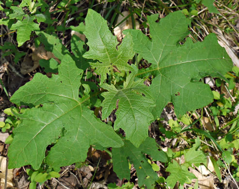 image of Smallanthus uvedalia, Bearsfoot, Hairy Leafcup, Yellow Leafcup