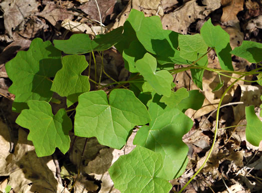 image of Menispermum canadense, Moonseed, Yellow Parilla