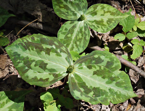 image of Trillium discolor, Pale Yellow Trillium, Faded Trillium, Small Yellow Toadshade, Savannah River Trillium