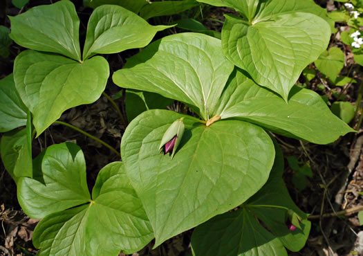 image of Trillium simile, Sweet White Trillium, Confusing Trillium, Jeweled Trillium