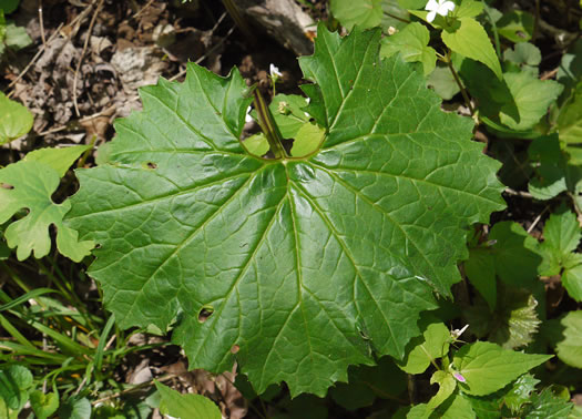 image of Arnoglossum reniforme, Great Indian-plantain