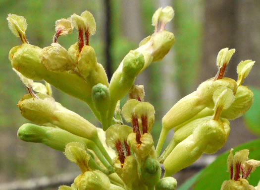 image of Aesculus flava, Yellow Buckeye