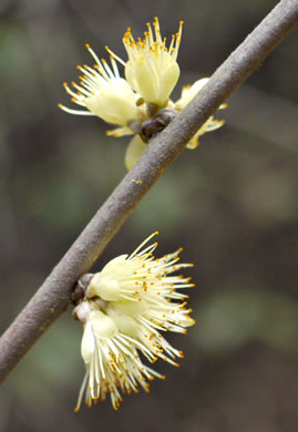 image of Symplocos tinctoria, Horsesugar, Sweetleaf, Dyebush