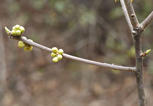 image of Symplocos tinctoria, Horsesugar, Sweetleaf, Dyebush