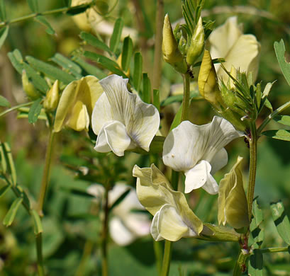 image of Vicia grandiflora, Bigflower Vetch, Large Yellow Vetch