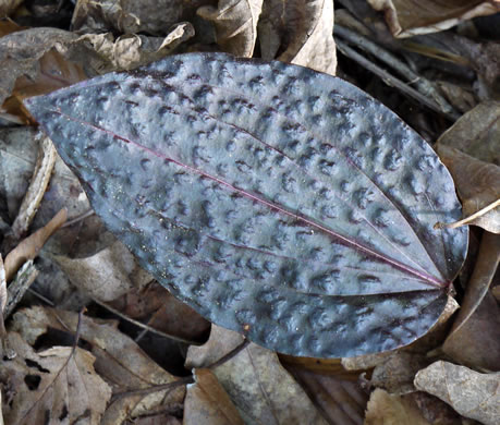 image of Tipularia discolor, Cranefly Orchid