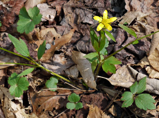 image of Ranunculus fascicularis, Early Buttercup, Thick-root Butterdup