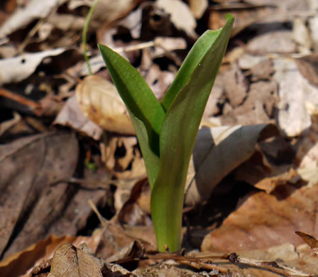 image of Galearis spectabilis, Showy Orchis