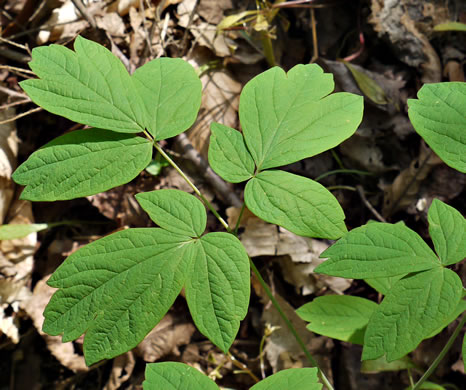 Common Blue Cohosh