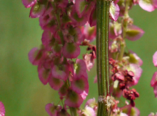 image of Acetosa hastatula, Wild Dock, Heartwing Dock, Sourgrass, Heartwing Sorrel