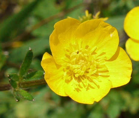 image of Ranunculus bulbosus, Bulbous Buttercup