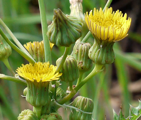 image of Sonchus asper, Prickly Sowthistle, Spiny-leaf Sowthistle