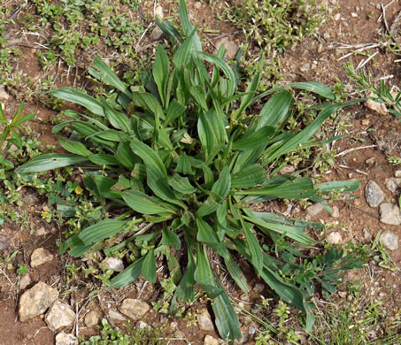 image of Plantago lanceolata, English Plantain, Buckhorn Plantain, Rib-grass, Narrowleaf Plantain