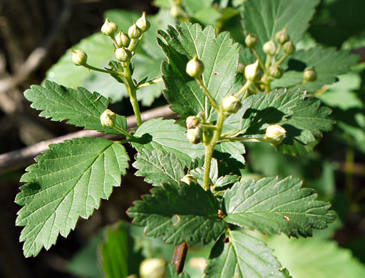 image of Rubus pensilvanicus, Pennsylvania Blackberry, Highbush Blackberry, Eastern Blackberry, Southern Blackberry