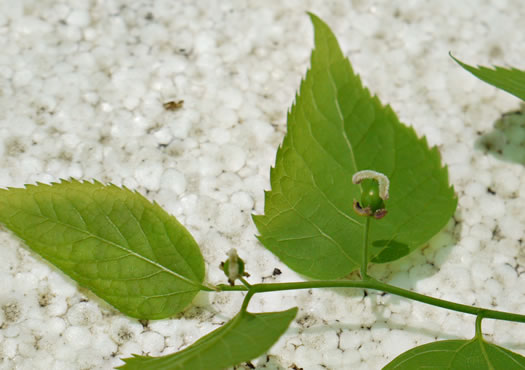 image of Celtis pumila, Georgia Hackberry, Dwarf Hackberry