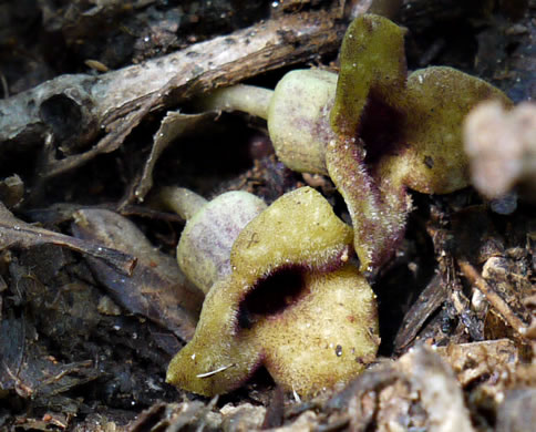 image of Hexastylis naniflora, Dwarf-flower Heartleaf