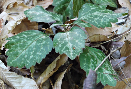 image of Pachysandra procumbens, Allegheny-spurge, Mountain Pachysandra