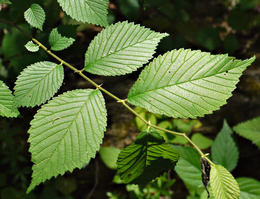 Slippery Elm