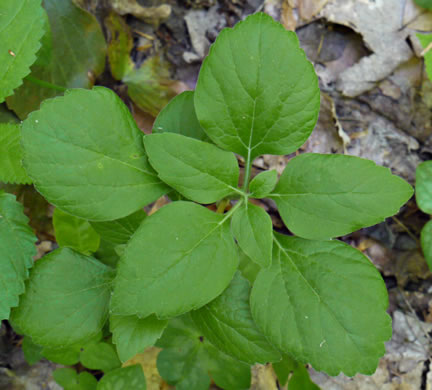 image of Pachysandra procumbens, Allegheny-spurge, Mountain Pachysandra