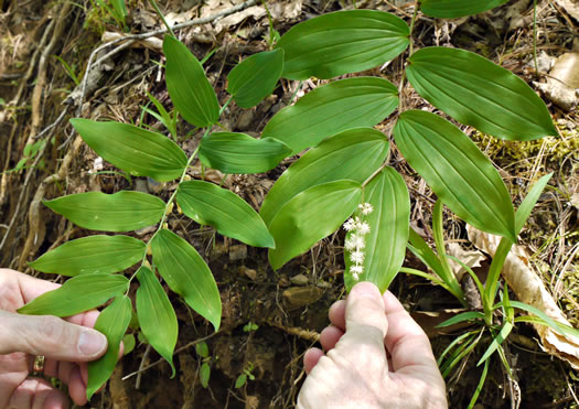 Maianthemum racemosum, False Solomon's Seal, Eastern Solomon's Plume, May-plume