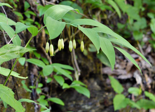 image of Polygonatum biflorum +, Smooth Solomon's Seal