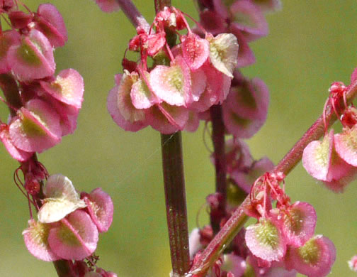 image of Acetosa hastatula, Wild Dock, Heartwing Dock, Sourgrass, Heartwing Sorrel