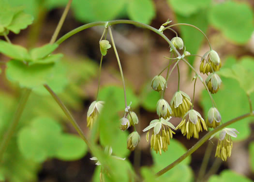 image of Thalictrum dioicum, Early Meadowrue