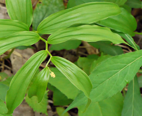 image of Maianthemum racemosum, False Solomon's Seal, Eastern Solomon's Plume, May-plume