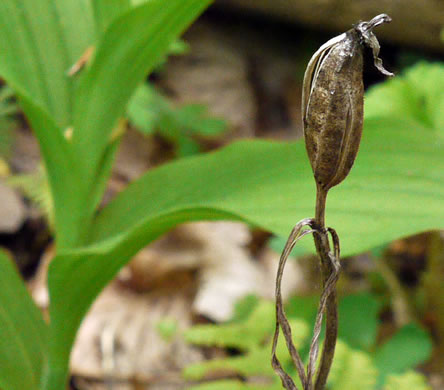 image of Cypripedium parviflorum var. pubescens, Large Yellow Lady's Slipper