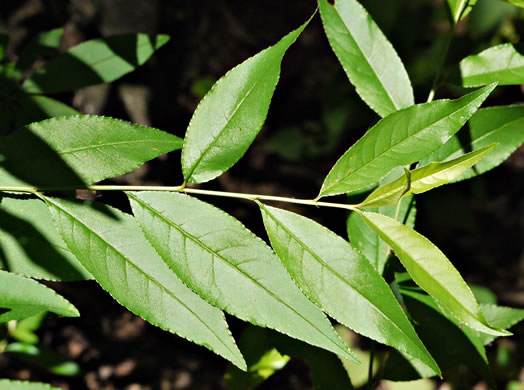 image of Prunus persica, Peach