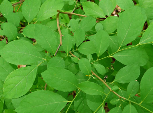 image of Halesia tetraptera var. tetraptera, Common Silverbell