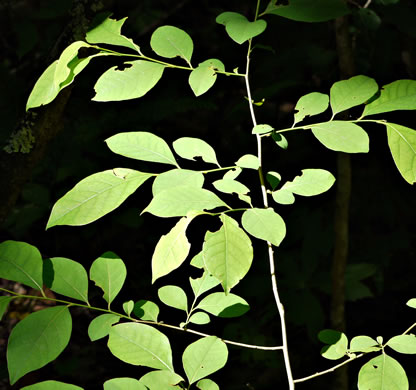 image of Lindera benzoin, Northern Spicebush, Wild Allspice