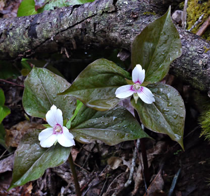 image of Trillidium undulatum, Painted Trillium, Striped Wake-robin