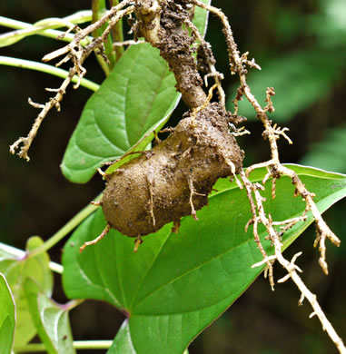 image of Dioscorea polystachya, Cinnamon Vine, Chinese Yam