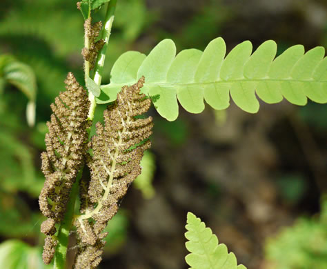 image of Claytosmunda claytoniana, Interrupted Fern