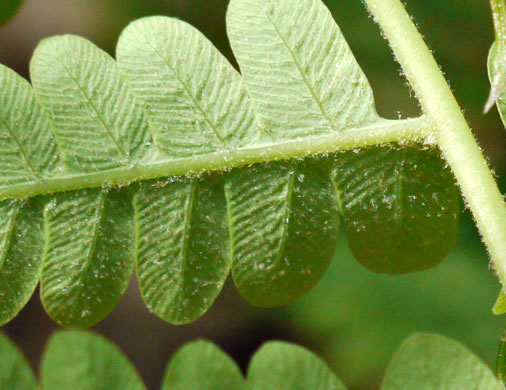 image of Claytosmunda claytoniana, Interrupted Fern