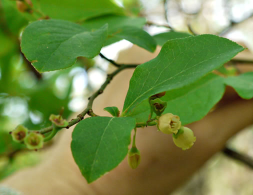 image of Vaccinium corymbosum, Smooth Highbush Blueberry, Northern Highbush Blueberry