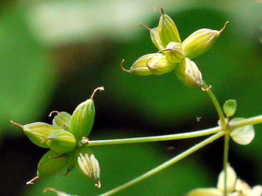 Thalictrum dioicum, Early Meadowrue