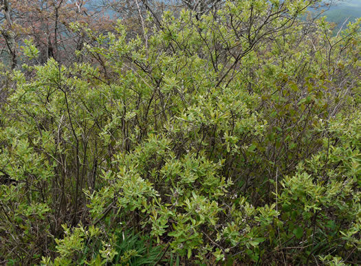 image of Salix humilis, Upland Willow, Prairie Willow