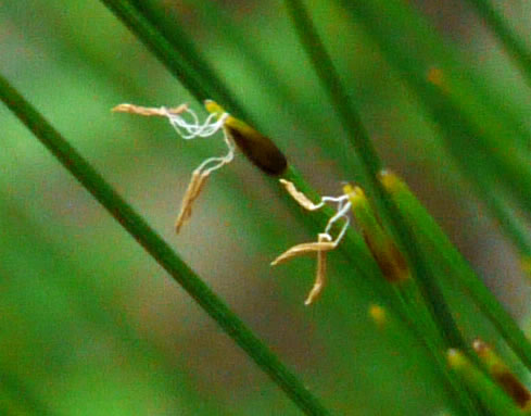 spikelet