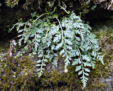 image of Asplenium montanum, Mountain Spleenwort