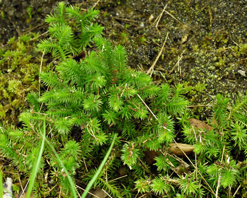 image of Huperzia appressa, Appalachian Firmoss, Appalachian Fir-clubmoss