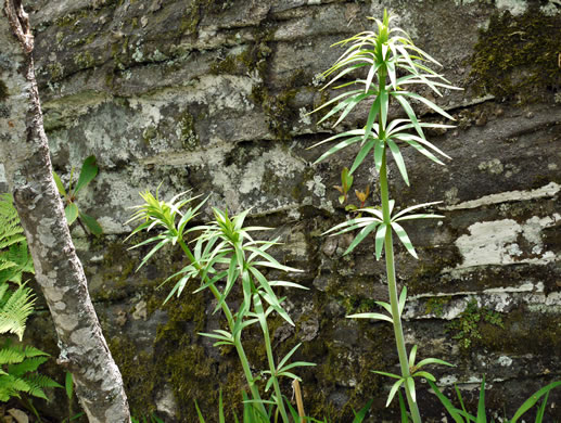 image of Lilium superbum, Turk's-cap Lily, Lily-royal, Superb Lily