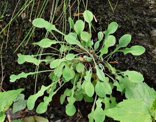 Mountain Dwarf-dandelion